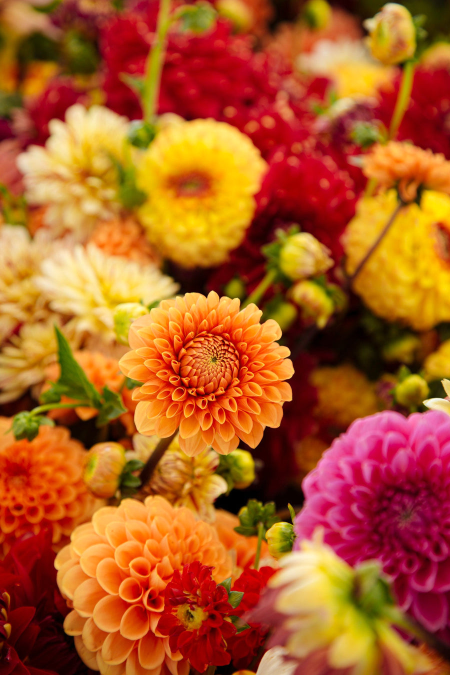 Oct 29 · Autumn Flower Workshop