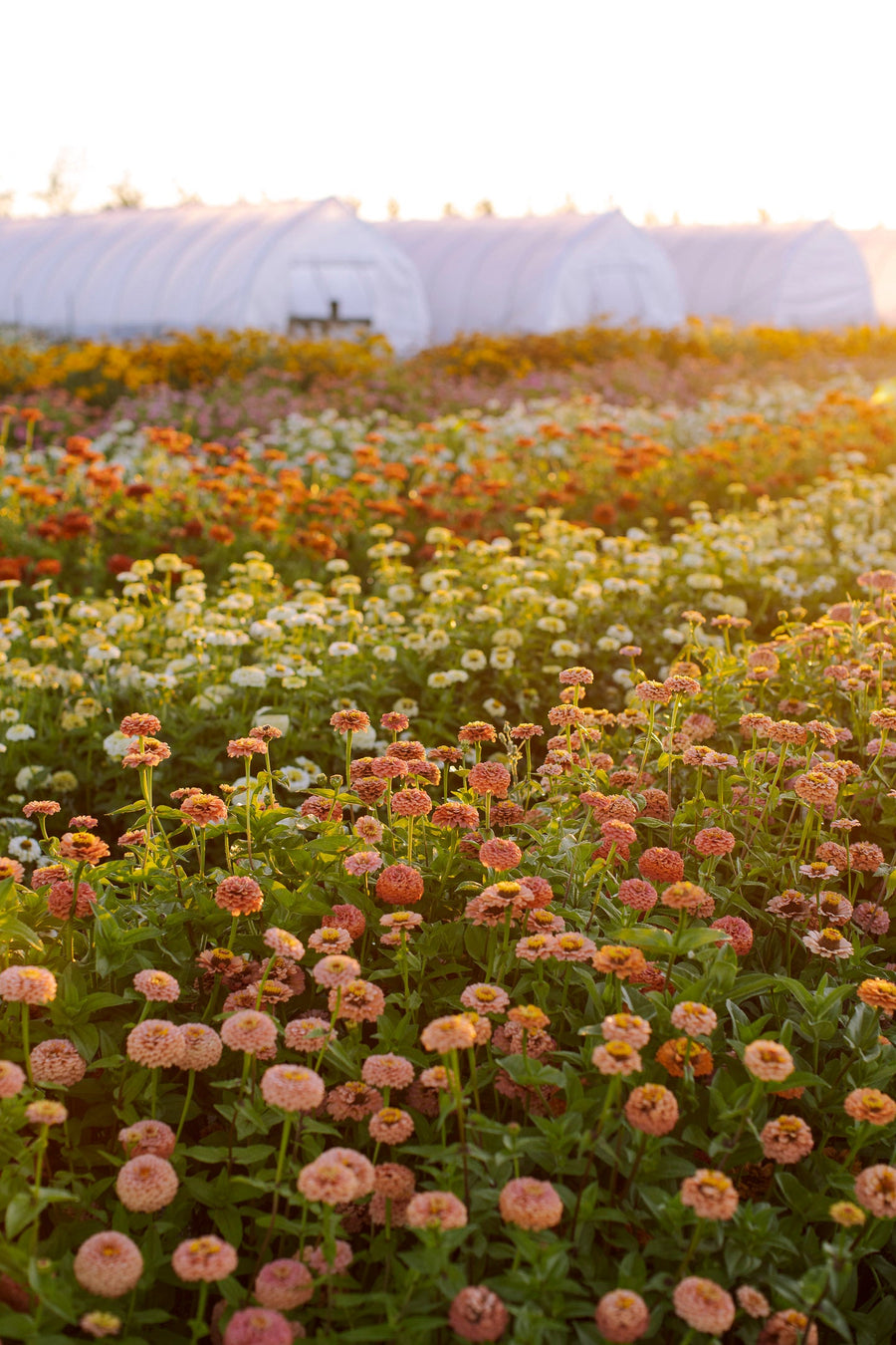 Sept 27 · Flower Seed Saving Workshop