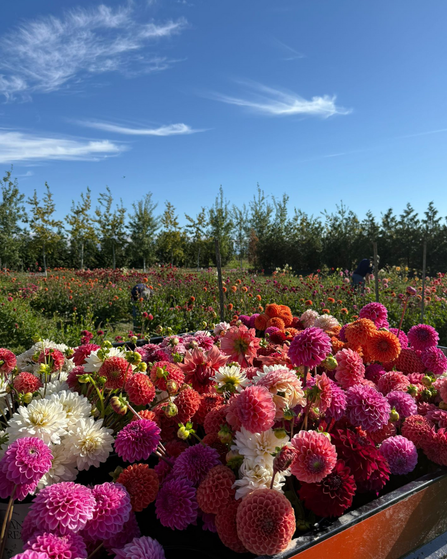 September Dahlia U-Pick