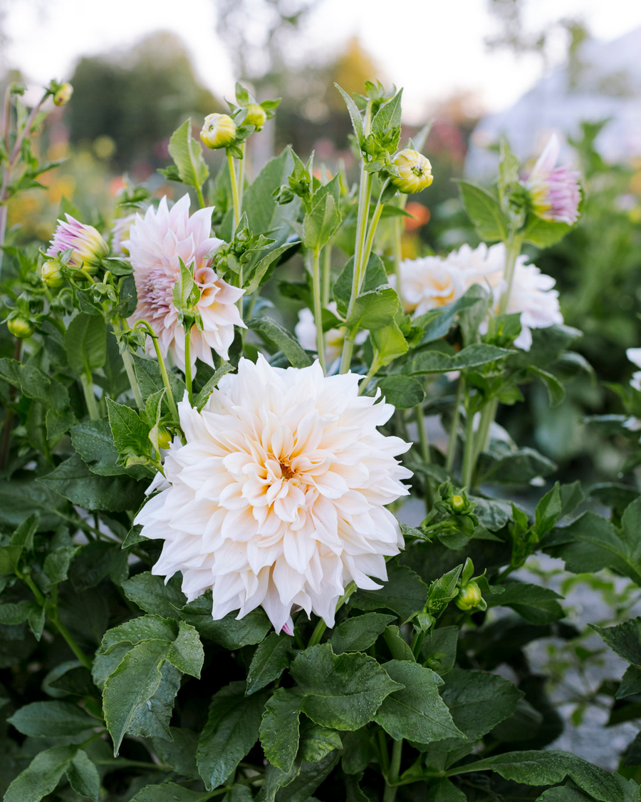 September Dahlia U-Pick