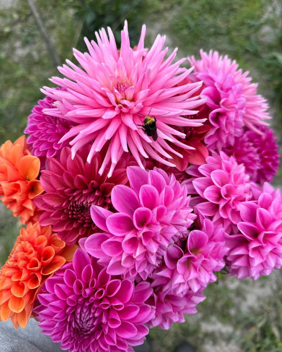 September Dahlia U-Pick