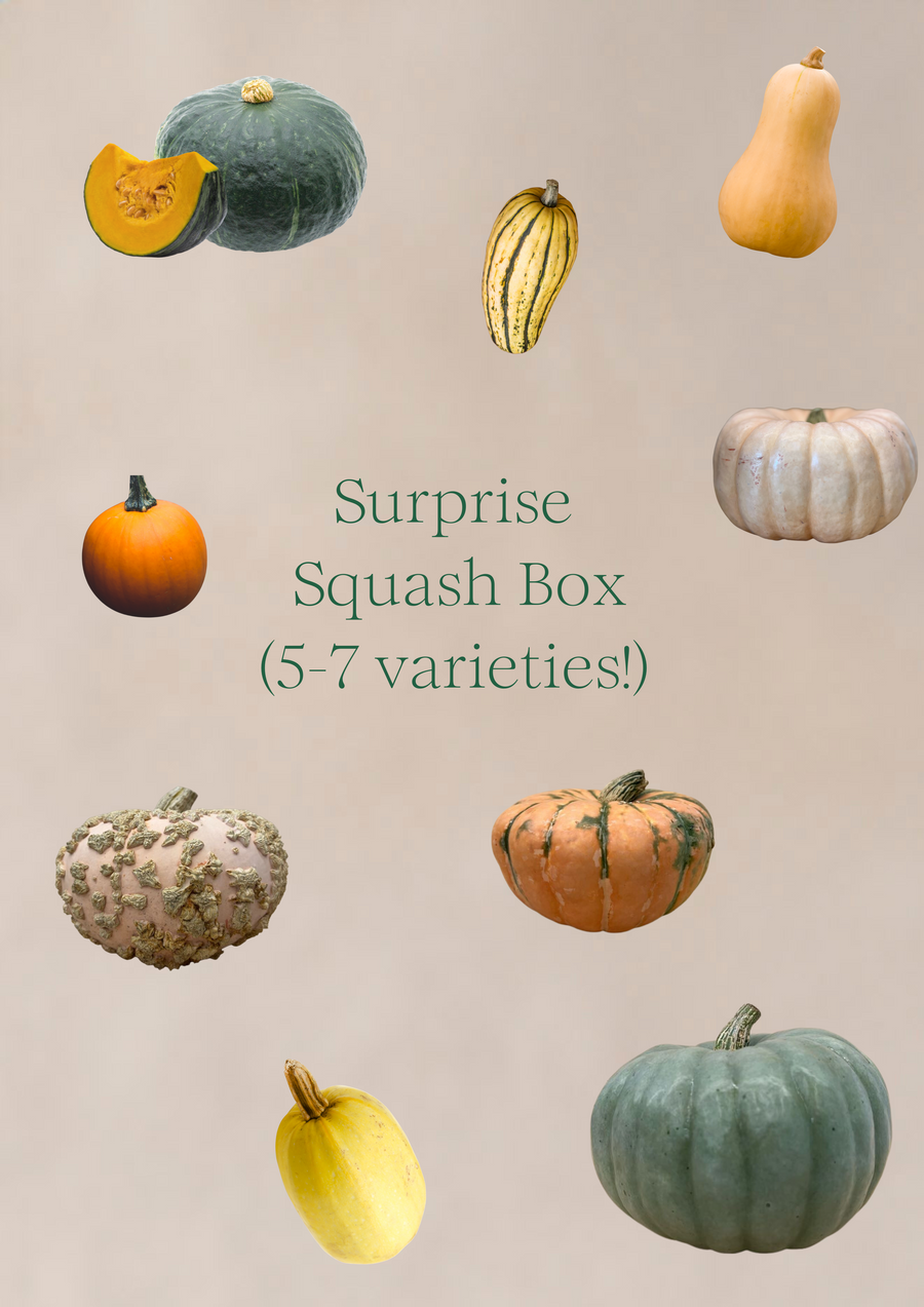 Squash Sampler