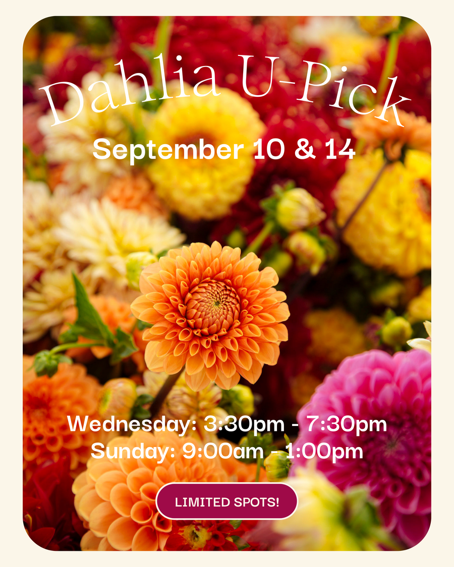 September Dahlia U-Pick