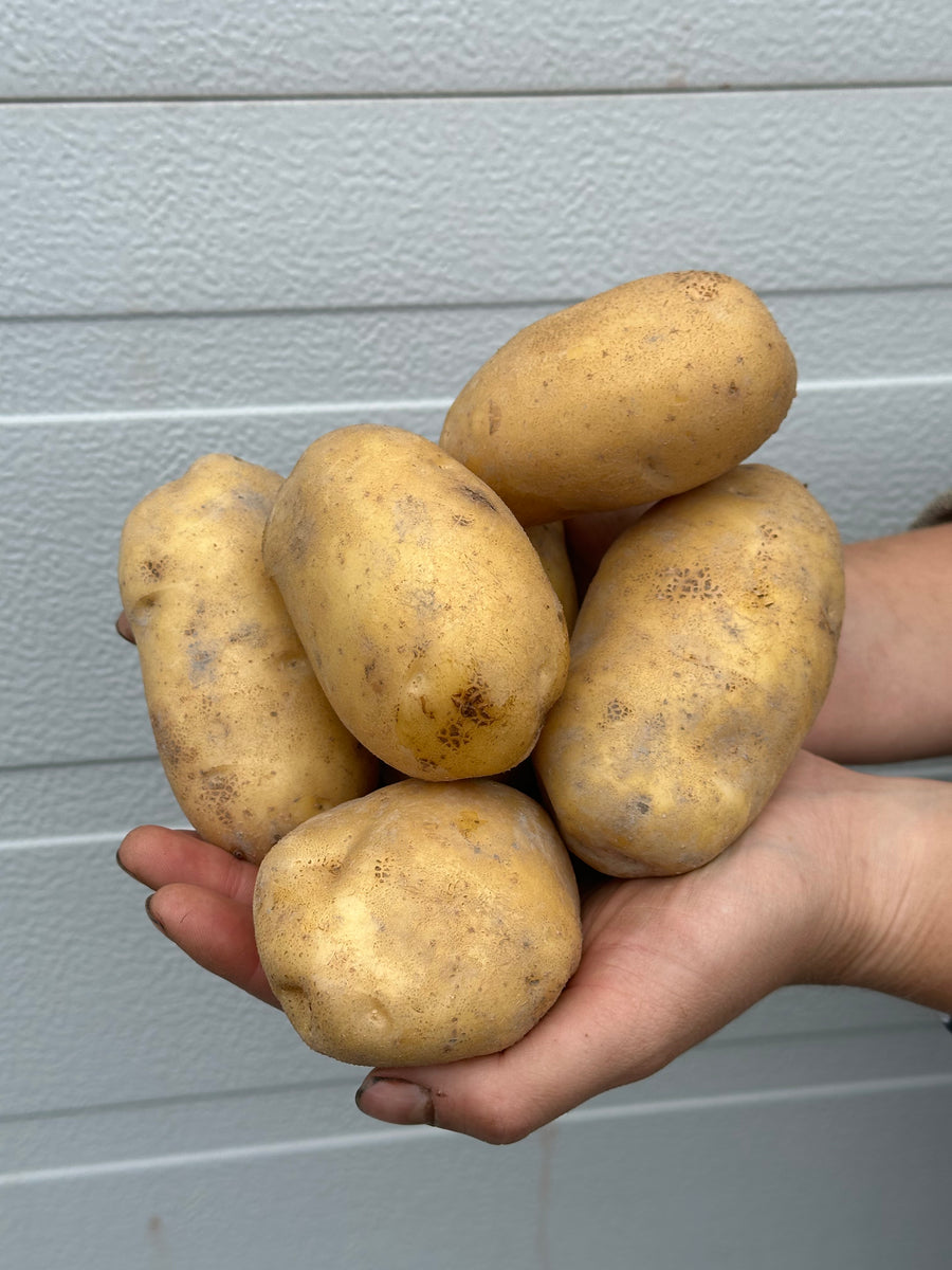 Organic Sieglinde Potatoes | Bulk Order