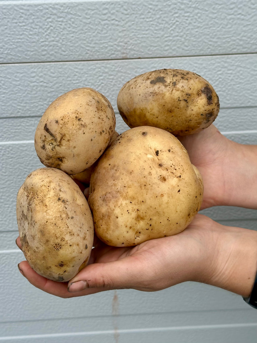 Organic Kennebec Potatoes | Bulk Order