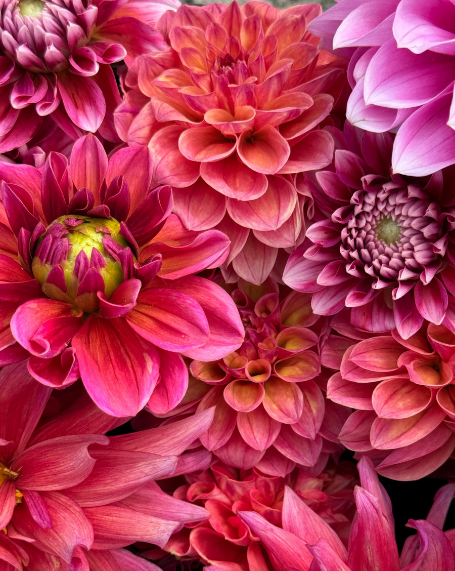 September Dahlia U-Pick