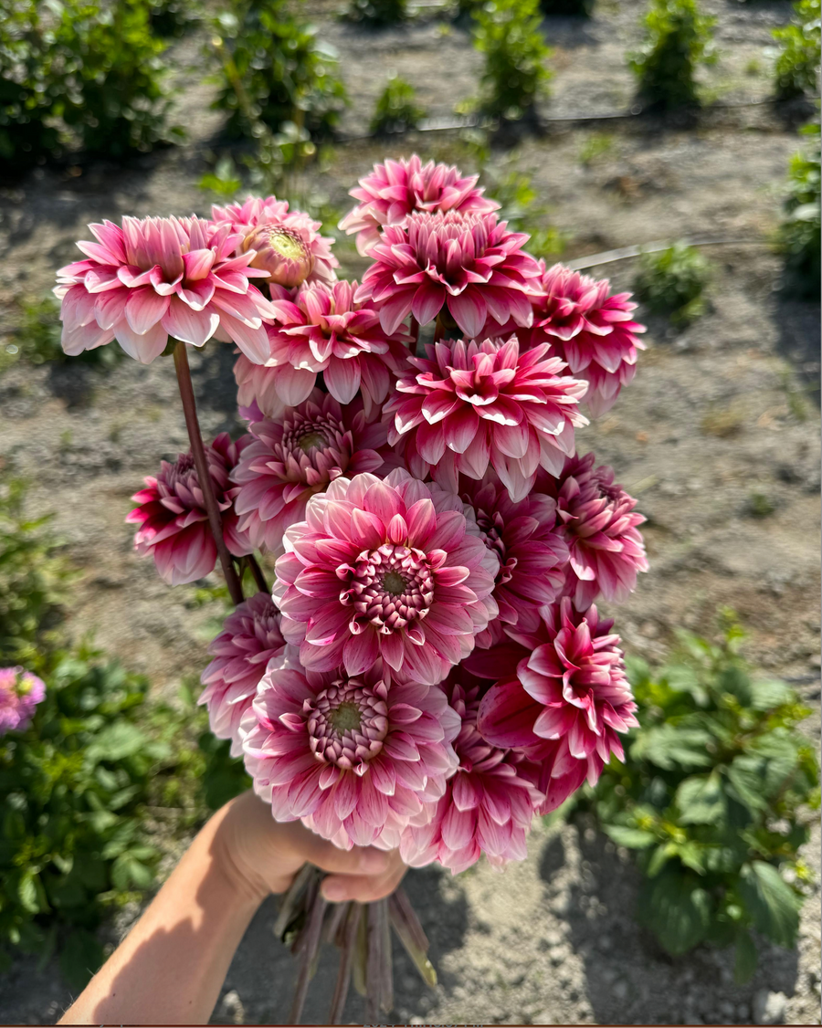 September Dahlia U-Pick