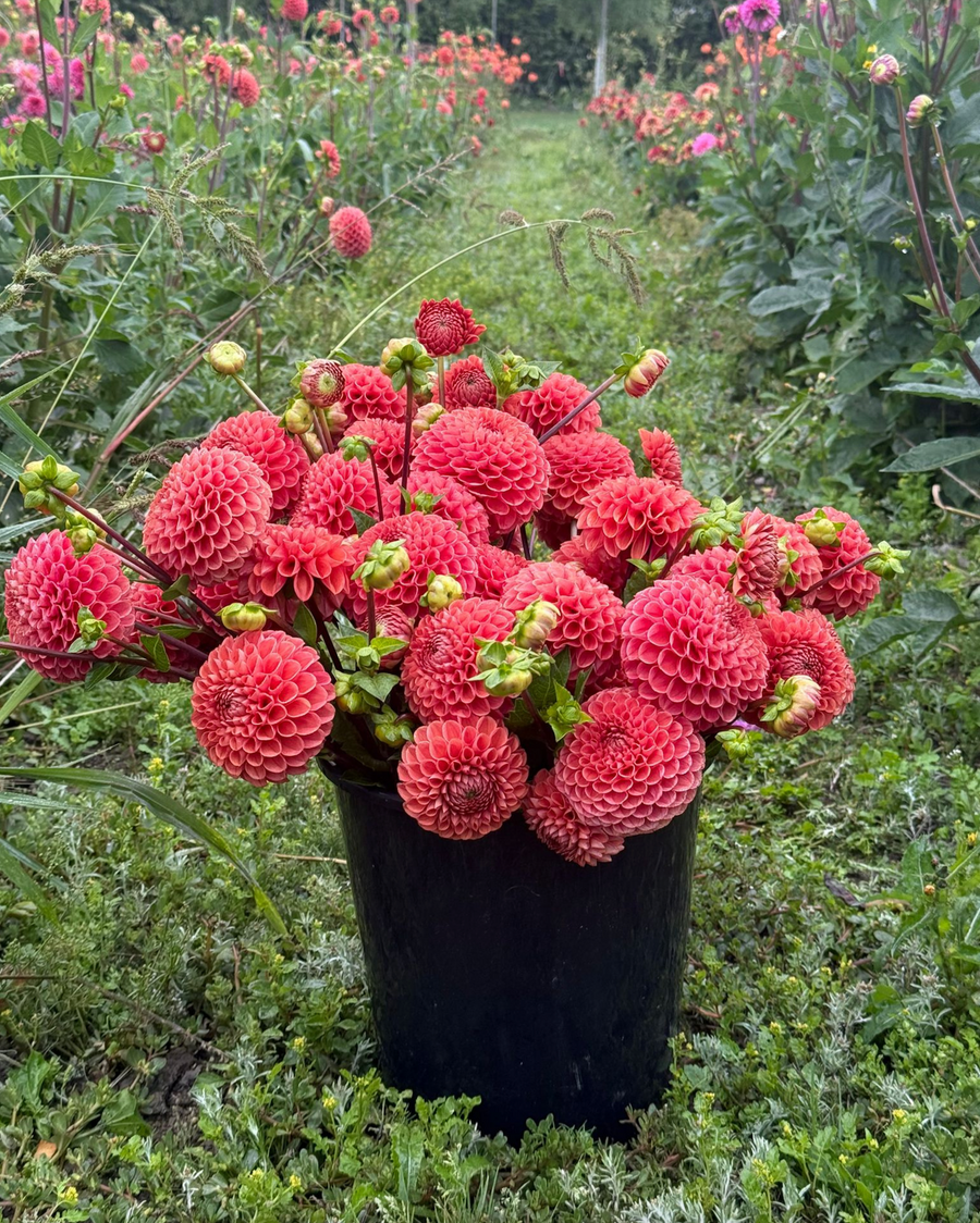September Dahlia U-Pick