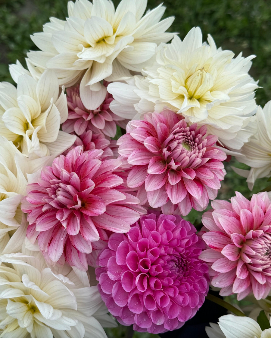 September Dahlia U-Pick