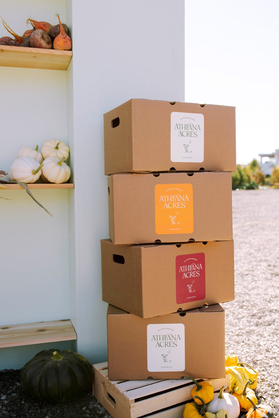 Squash Sampler